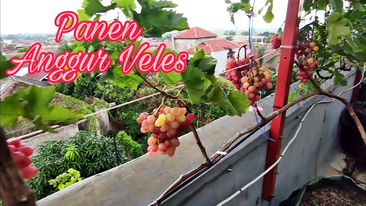 Anggur Veles part 6 | Panen