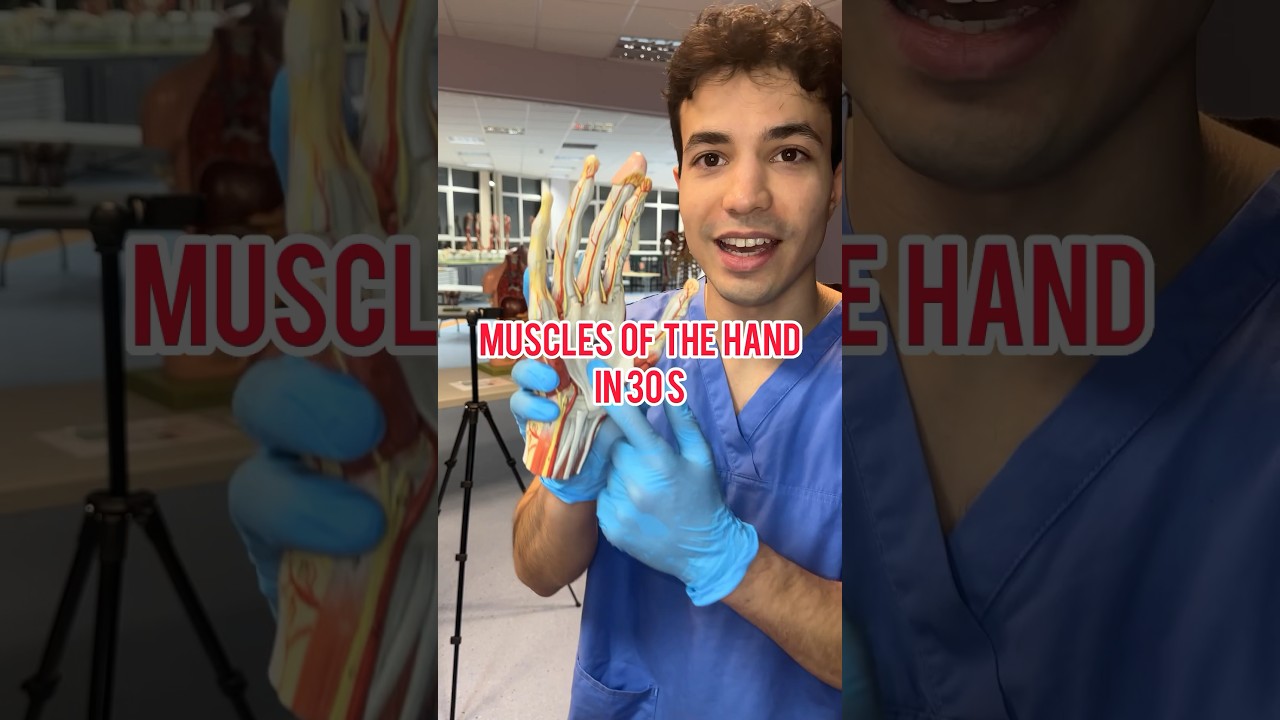 МЫШЦЫ КИСТИ В 30 ЛЕТ #медицина #анатомия