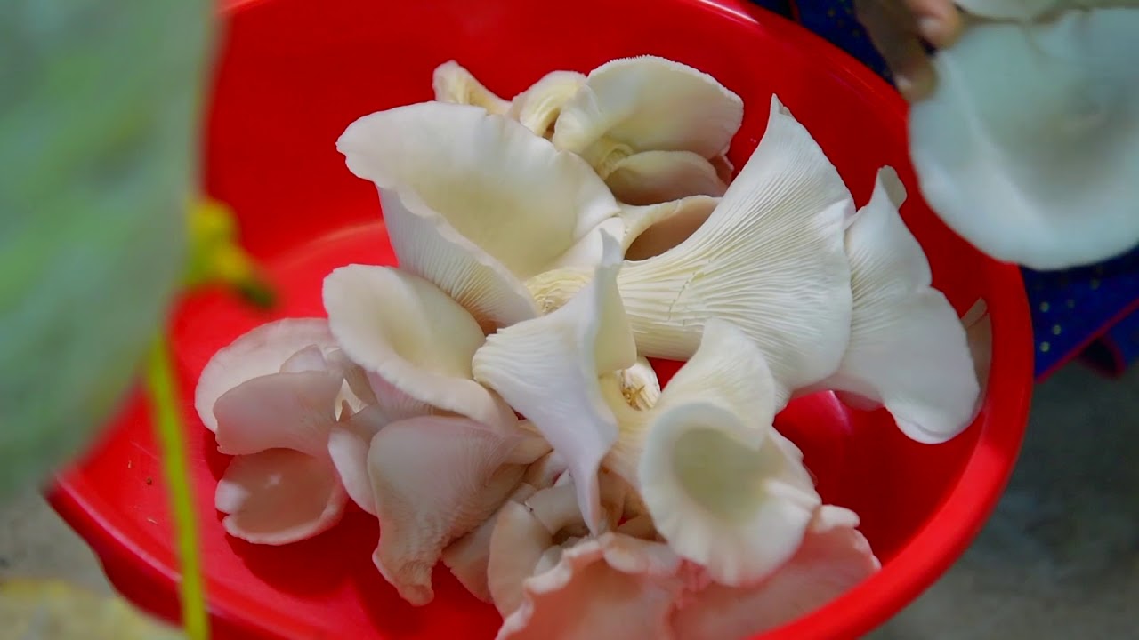 FIB NOORUMENI 507   Mushroom cultivation a Success story