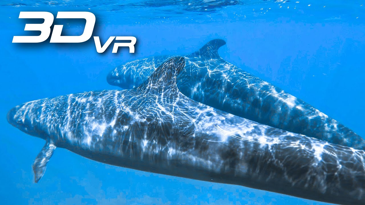 Pilot Whales of Darwin Island -3D VR IMMERSIVE