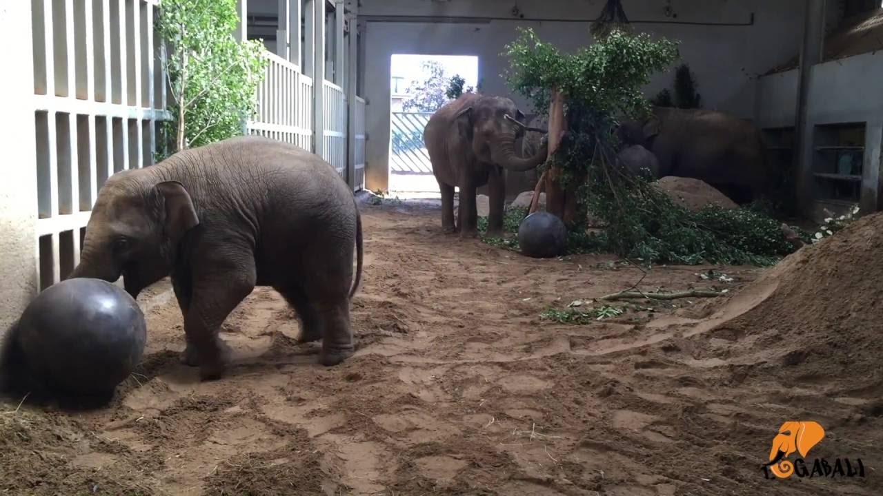 Elephant ZogaBall™ Dublin Zoo