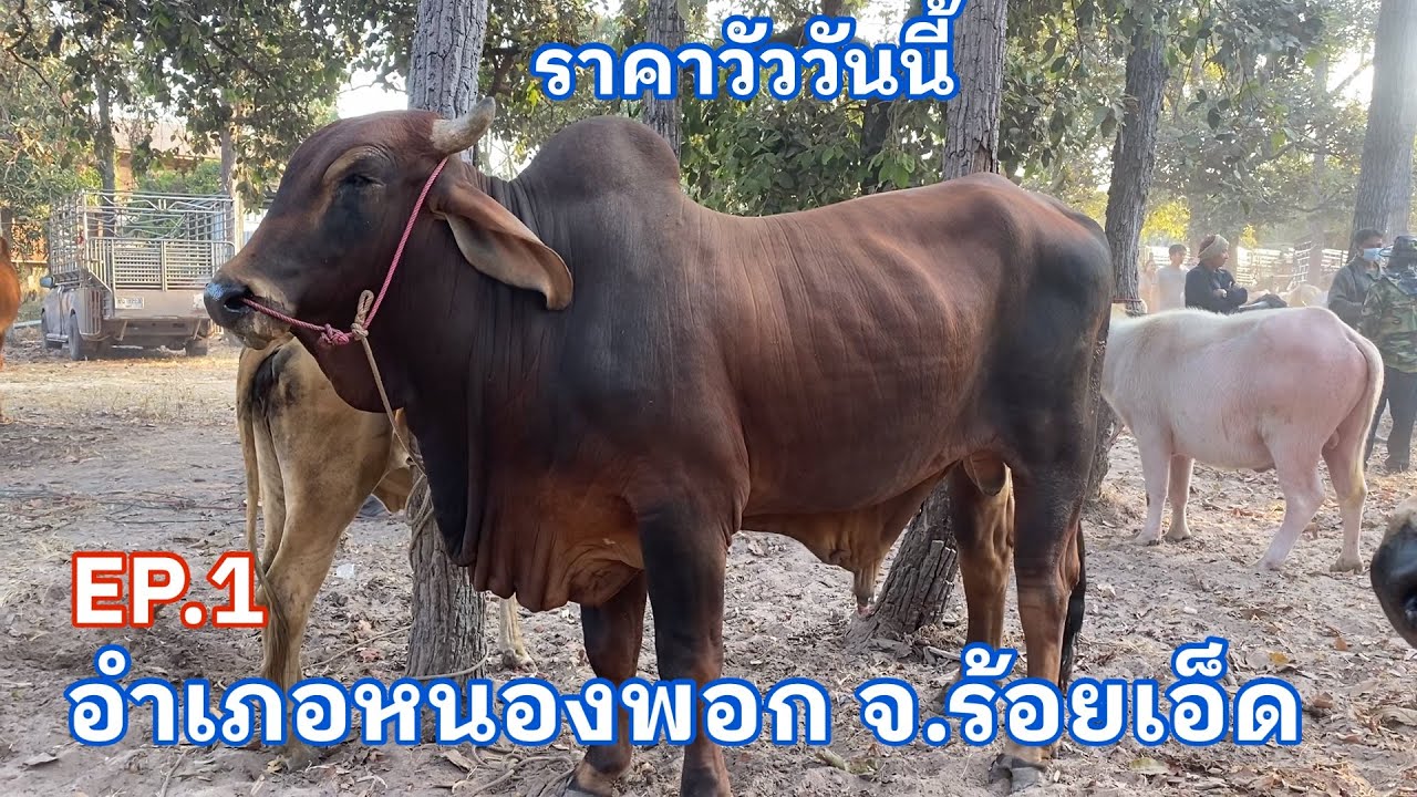 EP.1 #ราคาวัววันนี้ 9 กุมภาพันธ์ 2569 #ตลาดวัวอำเภอหนองพอก จังหวัดร้อยเอ็ด #cow #animals #farming 