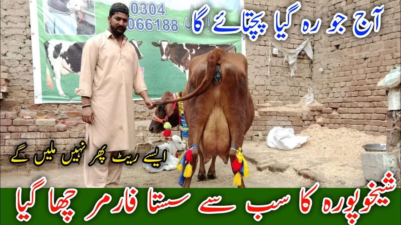 شیخوپورہ ڈیری فارم وزٹ | Jersey Fresian Cross گائے قیمت اور دودھ