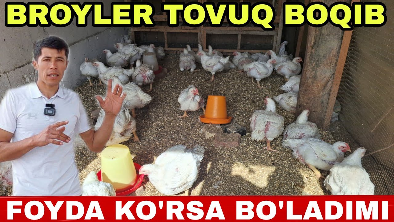 BROYLER TOVUQLARIMNI SO'YIB BOSHLADIM UMID RASHIDOV