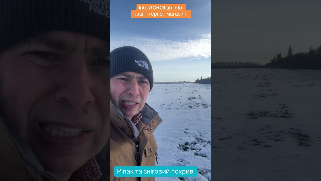 Ріпак та сніговий покрив
