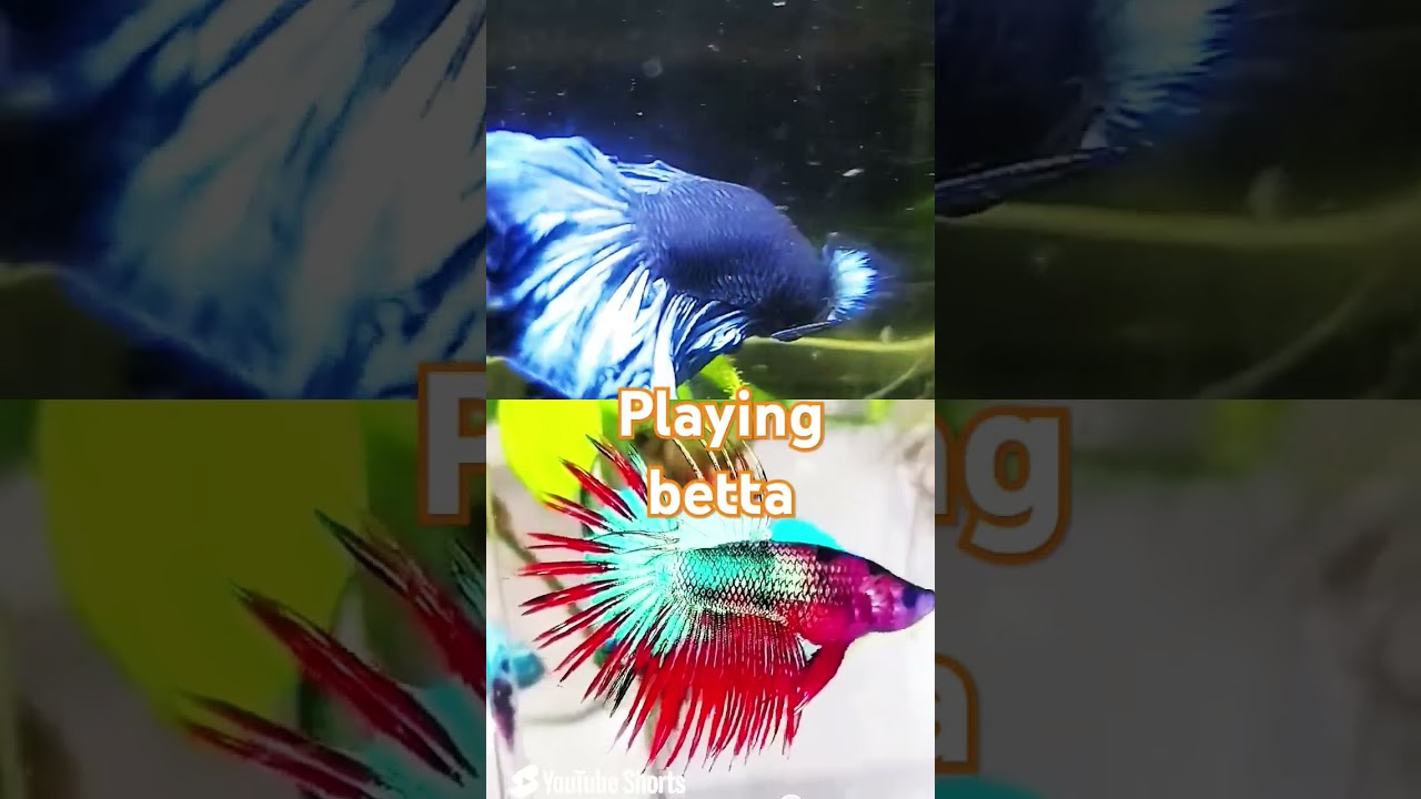 Betta on flare #bettalove #caring #lovebetta