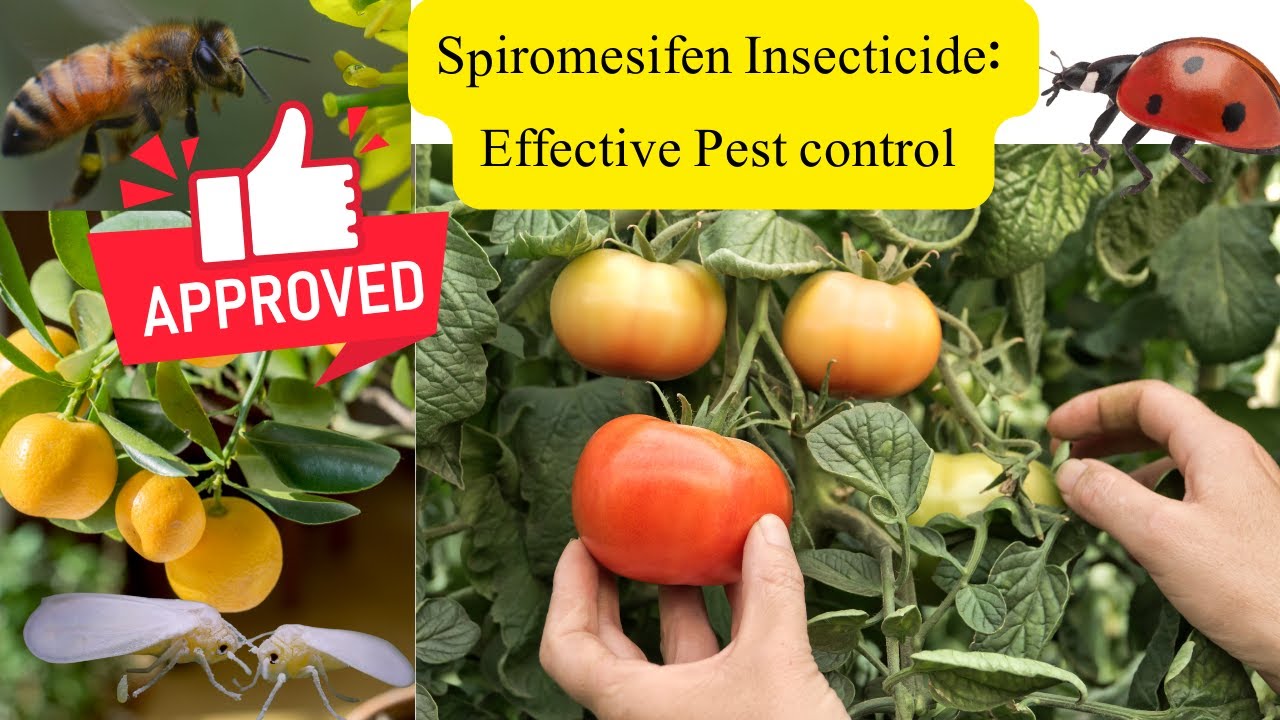 Spiromesifen: Effective pest control of whiteflies, Aphids and Spider mites in tomato, citrus