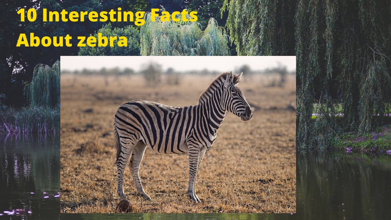 Zebra Stripes: Nature's Bold Patterns