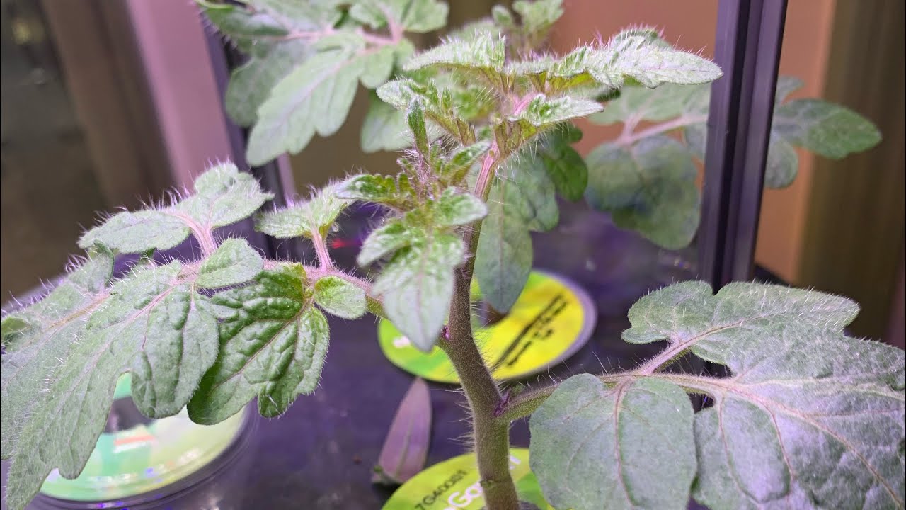 How To Prune A Tomato Plant In A Hydroponic System