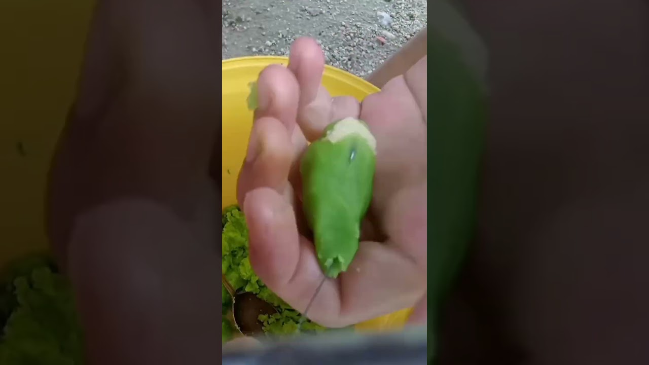 Umpan Tepung