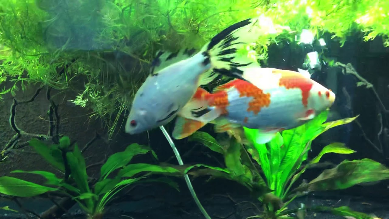A look at my 75 gallon goldfish tank.