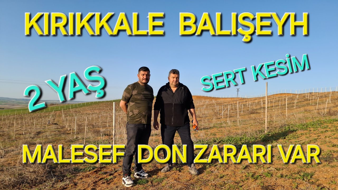 CHANDLER 2 YAŞ YENİDEN SERT KESİM DON ZARARI VAR KIRIKKALE