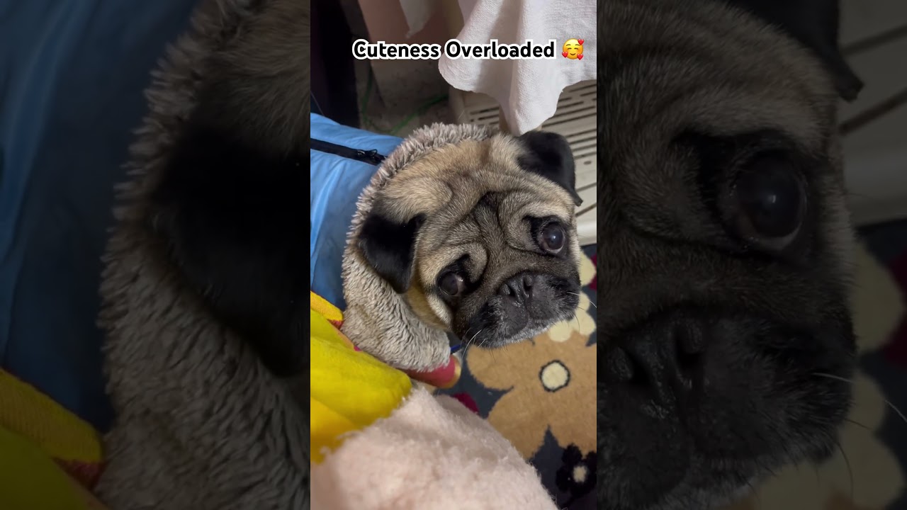 Не зовите собаку 🐶♥️🎀 