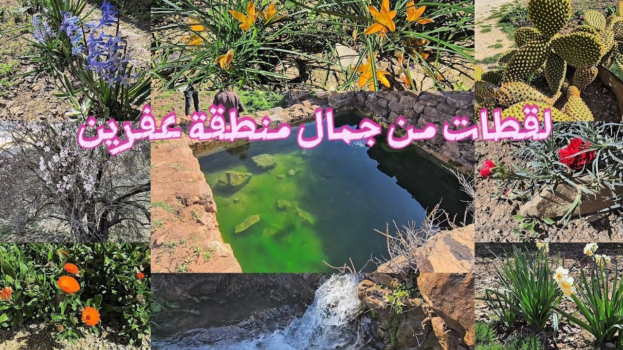 أجمل لقطات الطبيعة في عفرين تصوير هادئ ومريح #عفرين#afrin#طبيعة#سوريا 