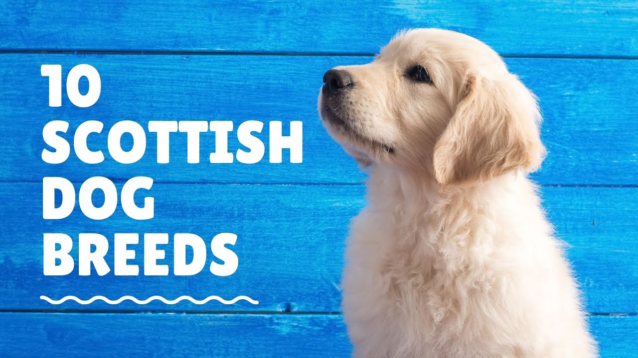 10 Scottish Dog Breeds