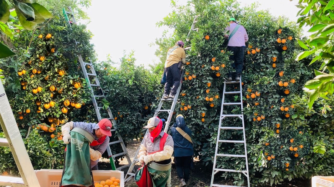 COSECHA DE NARANJA POR CONTRATO EN USA /ORANGE HARVEST 🍊