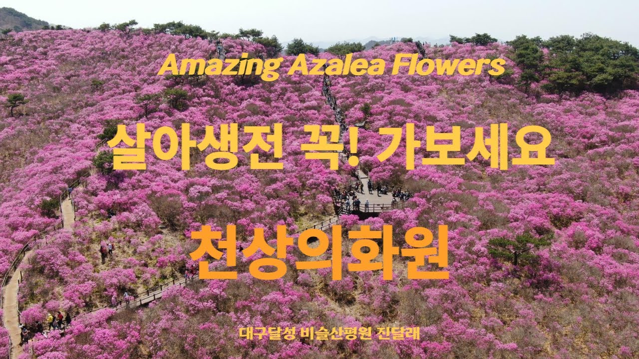 [Healing Music Travel]대구달성 비슬산 진달래(참꽃)군락지 드론영상 FHD [Beautiful Azalea flowers view of Biseulsan M.T]