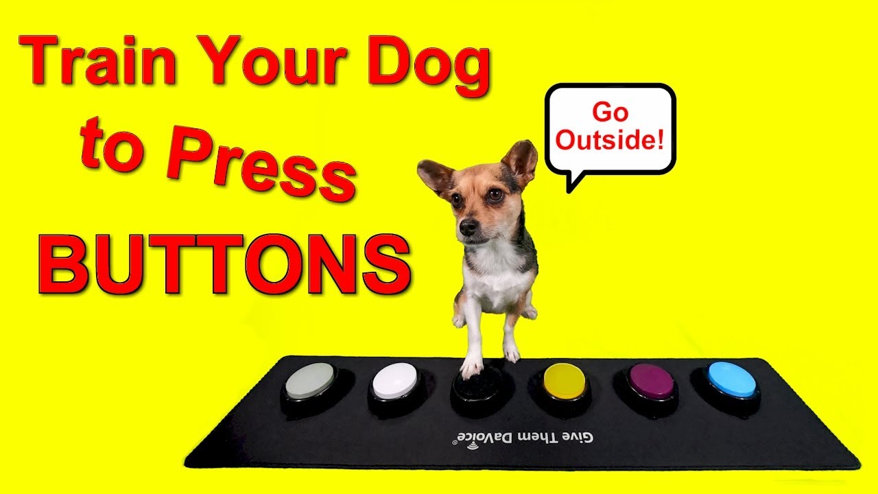 DaVoice Dog Button Training - Training your dog to talk with buttons