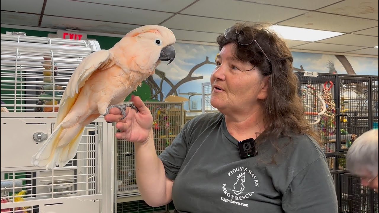 Inside Ziggy's Haven Parrot Paradise | 300 Rescued Parrots, One Teen's Dream