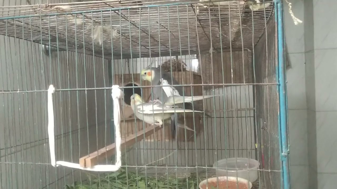 Cocateail mating moment#cockatiel #cocateail#cockteilbird #birdslover #cockatielbird