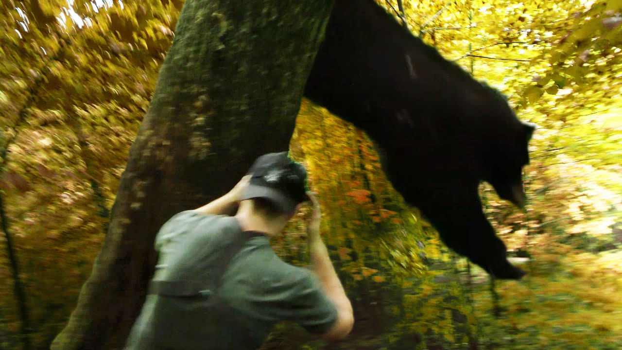 BEAR COMES DOWN! | Bear Hounds