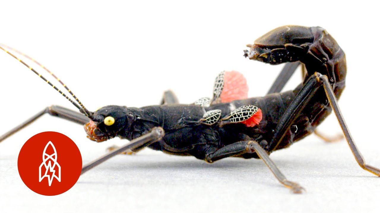 This Rare Stick Insect Is Among the Last of Its Kind