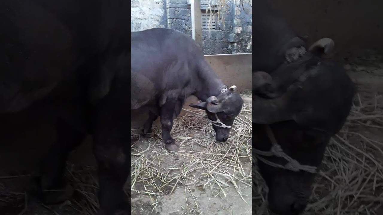Jafrabadi buffalo sell  7283905050