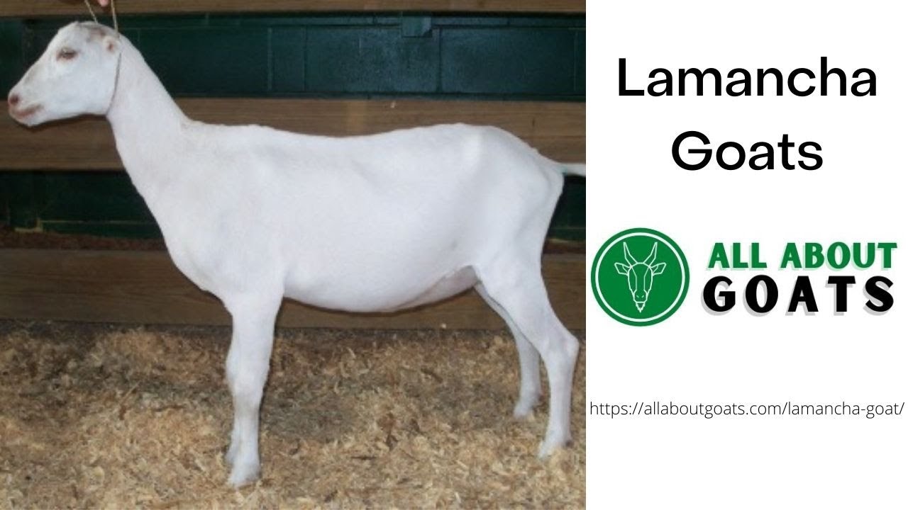 Lamancha Goat