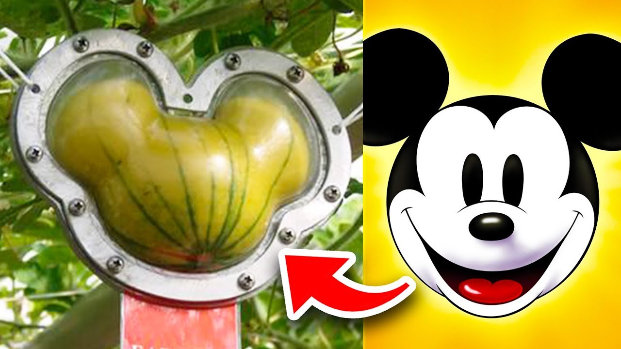 10 Disney World Food Facts Disney Will NEVER TELL YOU (Part 2)