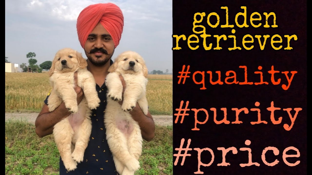 Know about golden retriever/purity/quality/price m-7009684310