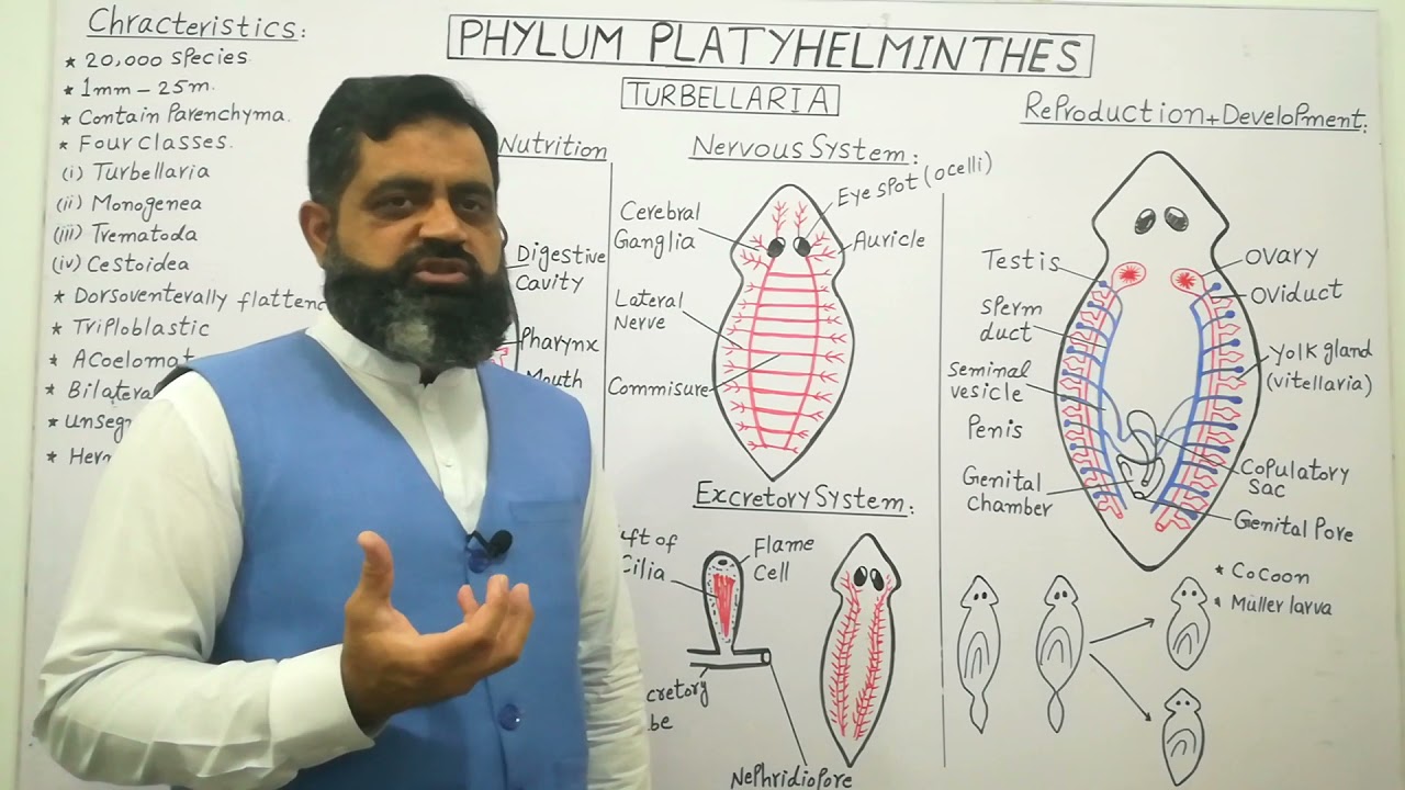 Class Turbellaria Urdu/Hindi medium @prof.masoodfuzail#platyhelminthes   #flamecell #ytvideoes