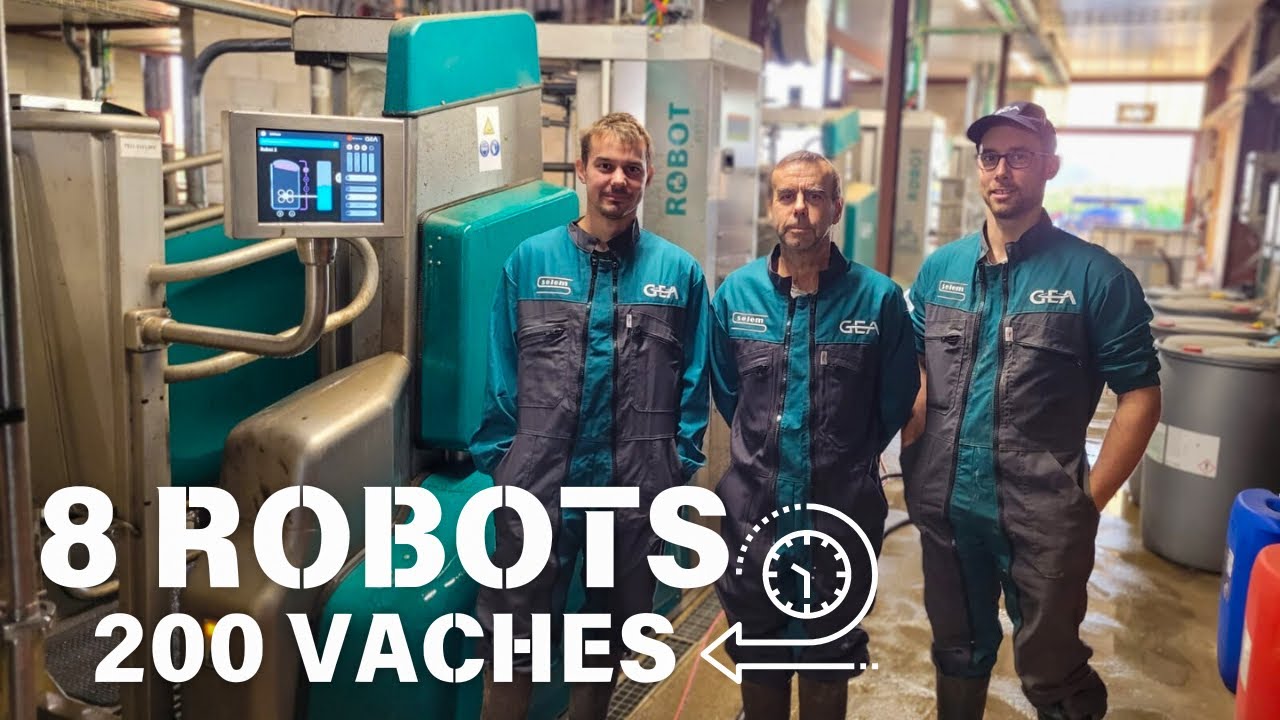 8 Robots / 200 Vaches / New Batch Milking GEA France 🇫🇷