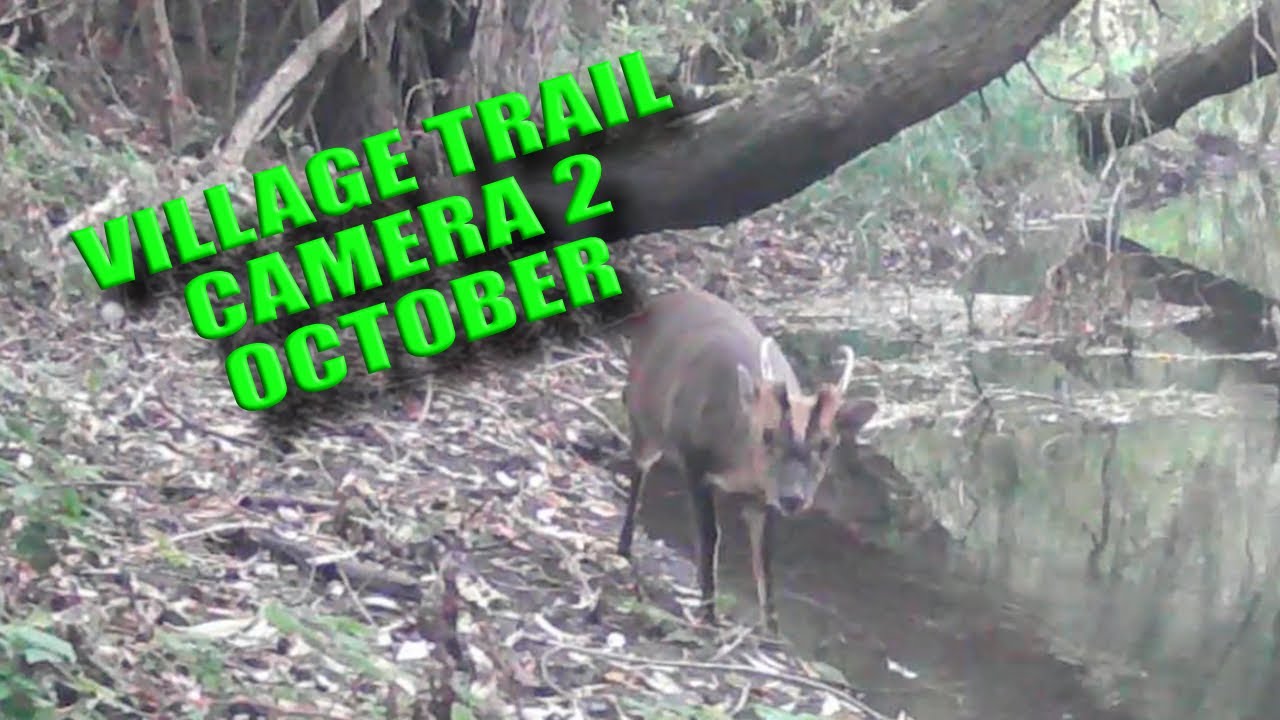 VILLAGE TRAIL CAMERA 2 - OCTOBER 2025