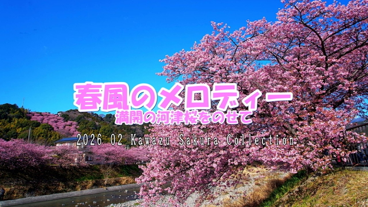 春風のメロディー 満開の河津桜をのせて #河津桜#河津桜まつり