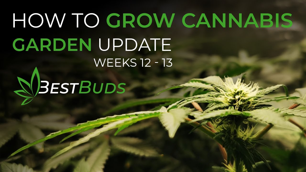 How To Grow Cannabis Weeks 12 - 13 Garden Update | Indoor Home Grow Season 1 - Best Buds