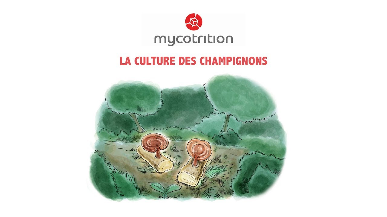 ChampignonVidéo 001 La Culture des Champignons