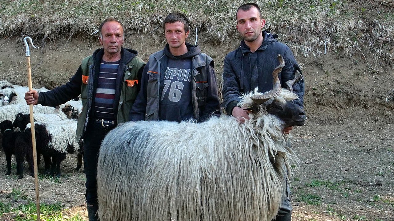 Zbogom nomađenju, kuća je zakon