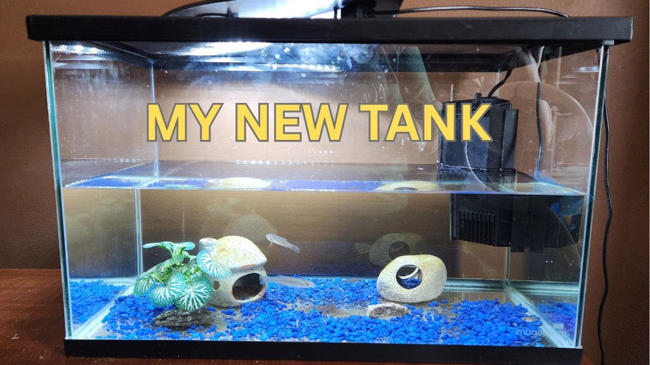 My New Fish Tank !