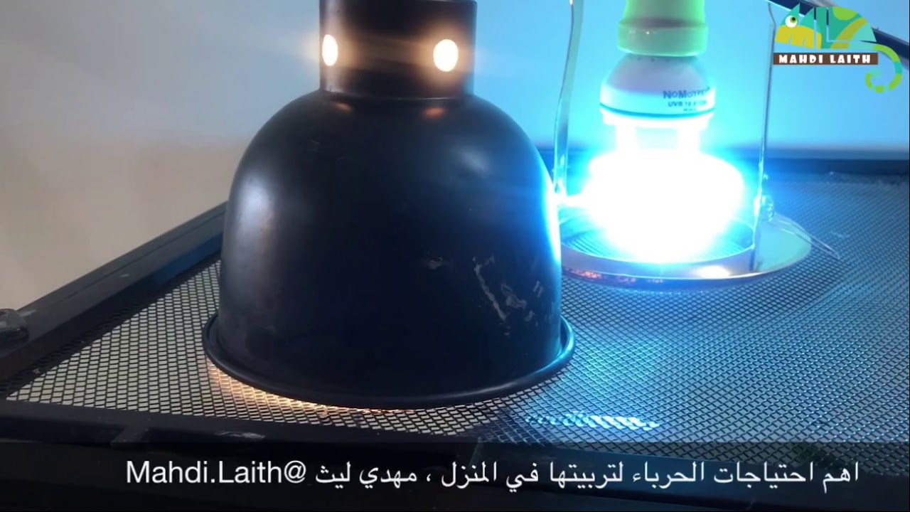 طريقة تربية الحرباء و احتياجاتها في المنزل مع مهدي ليث