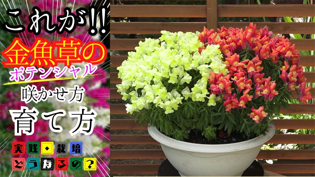 損してますよ！【金魚草】これが本当のポテンシャル！最高の金魚草を育てて見て下さい。【ガーデニング】植え方・育て方・育ち方・咲かせ方【園芸】