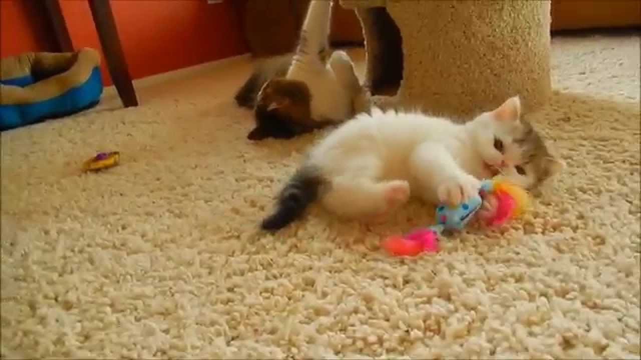 Exotic Shorthair Kitten (and mom) playing at 6 weeks