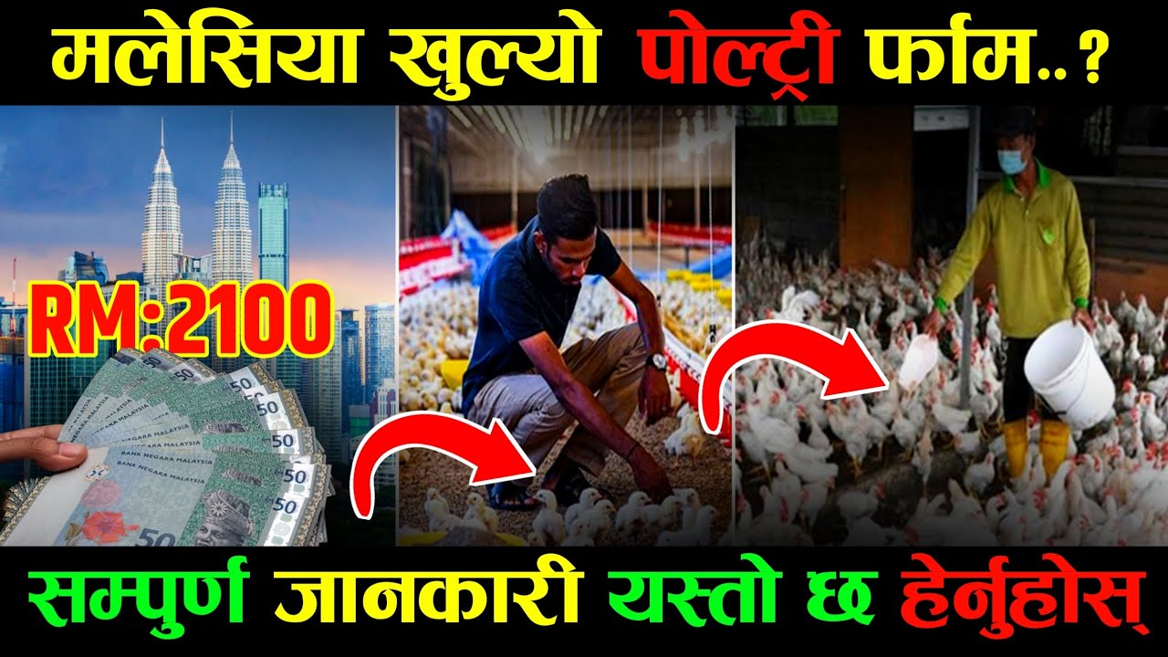 Poultry farm in Malaysia,पोल्ट्रि फार्म सम्पुर्ण जानकारी हेर्नुहोस्