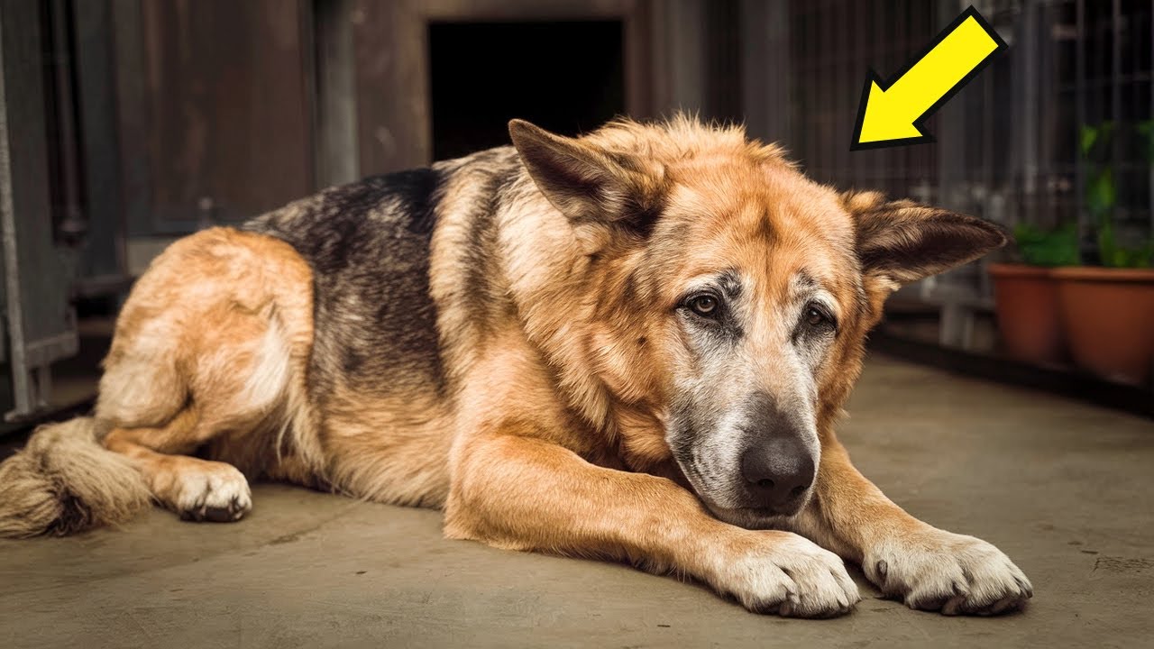 Ein 19-j&auml;hriger Deutscher Sch&auml;ferhund wurde im Tierheim zur&uuml;ckgelassen &ndash; bis eine Frau alles &auml;nderte