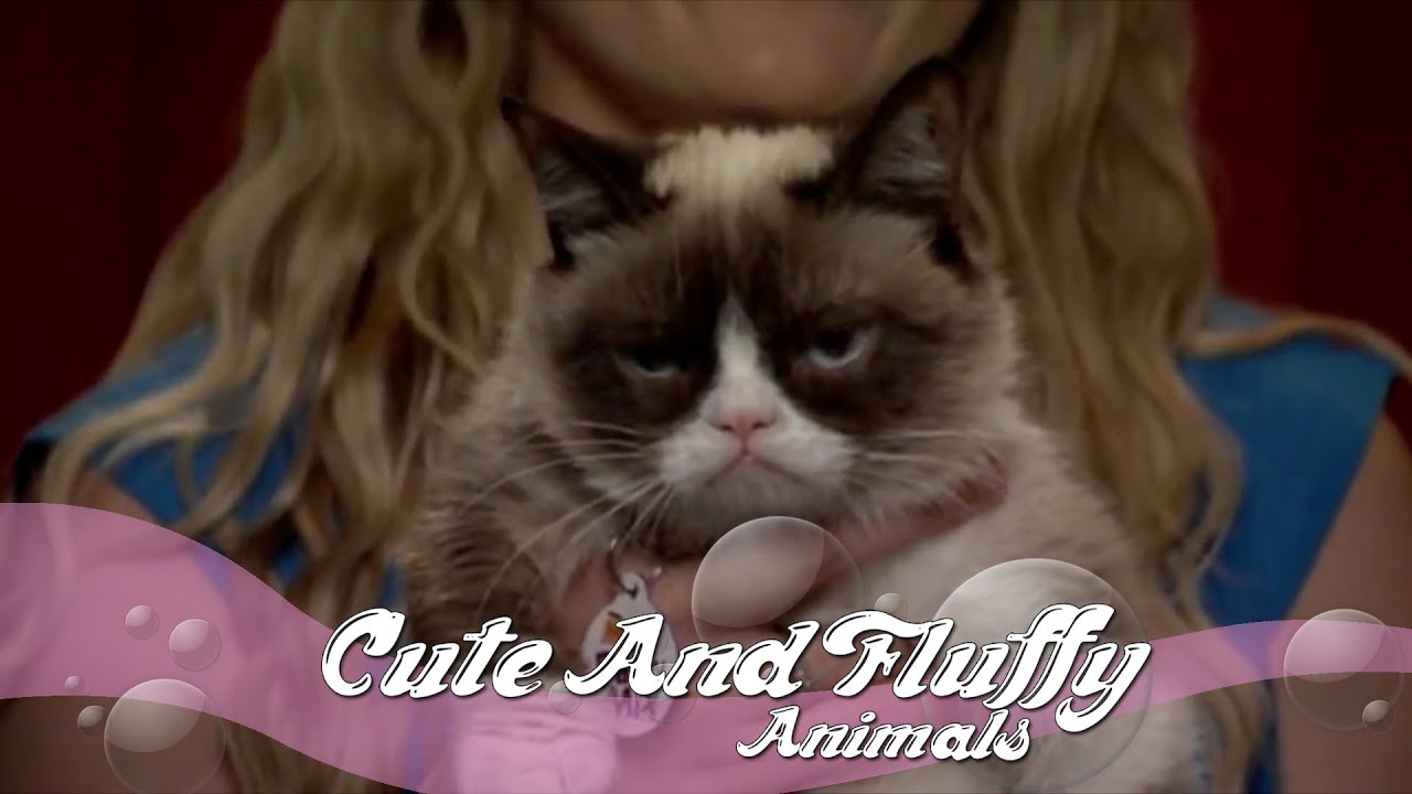 Grumpy Cat's Not so Happy Birthday