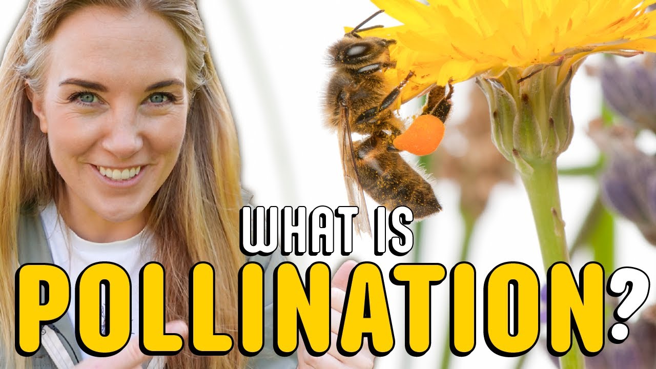 How do bees pollinate flowers? | Beekeeping with Maddie