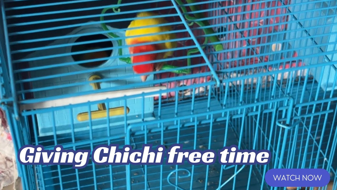 Giving Chichi free time and see what she does?