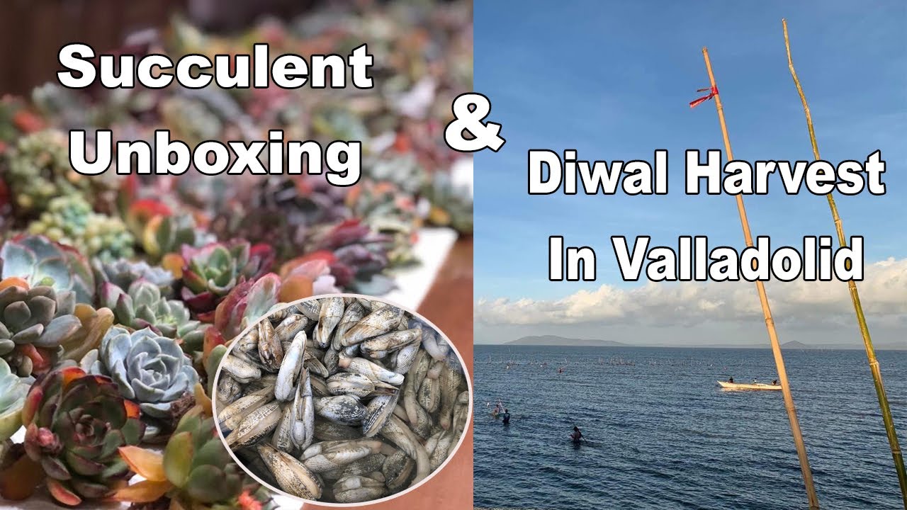 Succulent unboxing #2 and a glimpse of my hometown ( Diwal harvest in Valladolid)