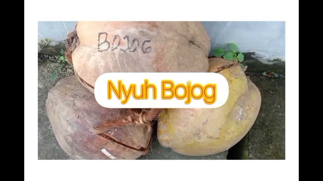 sebanyak 11 jenis kelapa ( nyuh ) untuk tamba ( obat ) di bali 