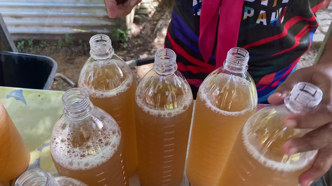Nira Kelapa | Air Tuak | Coconut Sap MyRasa Tuak Kelantan