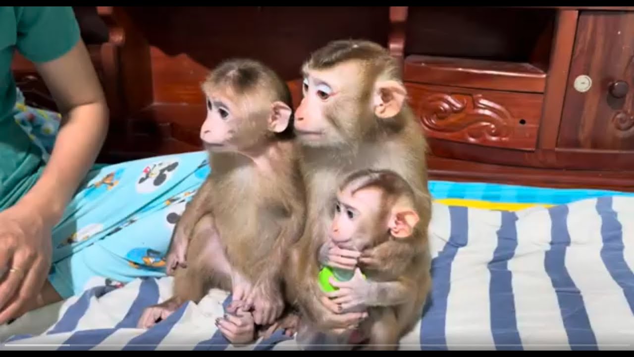 Baby monkey Miker #monkey #monkeybaby #monkeys #monkeyvideo #monkeydluffy #monkeylove #monkeyking